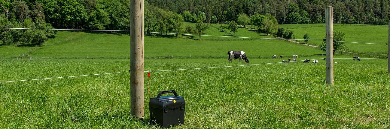 Das Foto zeigt schwarzbunte Milchkühe auf einer Weide, die von einem Elektrozaun mit zwei Leitern und einer Trockenbatterie eingezäunt ist. 