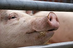 Betriebliche Eigenkontrolle in der Schweinemast