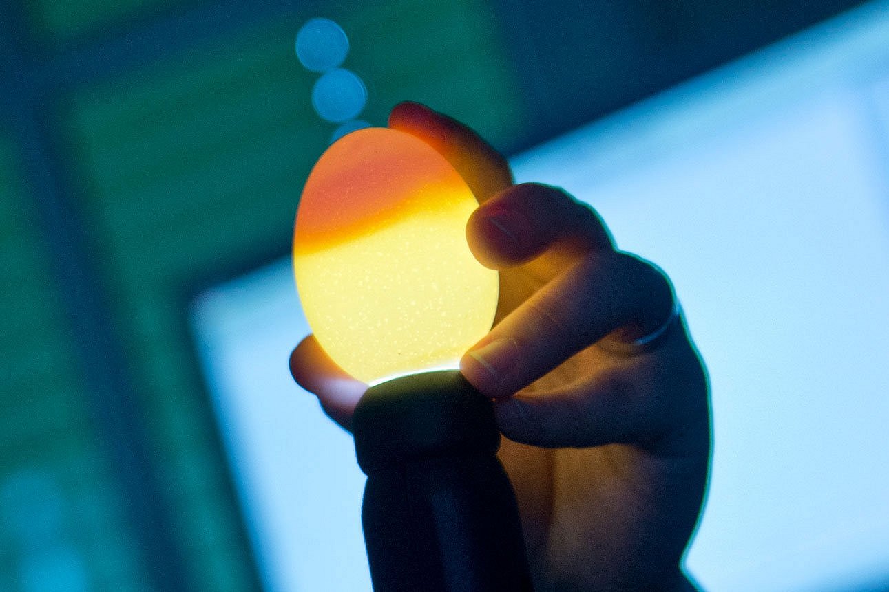 Ein Ei wird an einem Leuchtstab gehalten. Klick führt zu Großansicht im neuen Fenster.