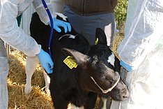 BMLEH-Statistik: Wie viele Tierärztinnen und Tierärzte gibt es in den Bundesländern?