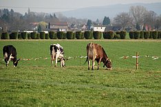 Lumpy Skin Disease (LSD) - Webseminar zur Bedrohungslage und Schutzmöglichkeiten