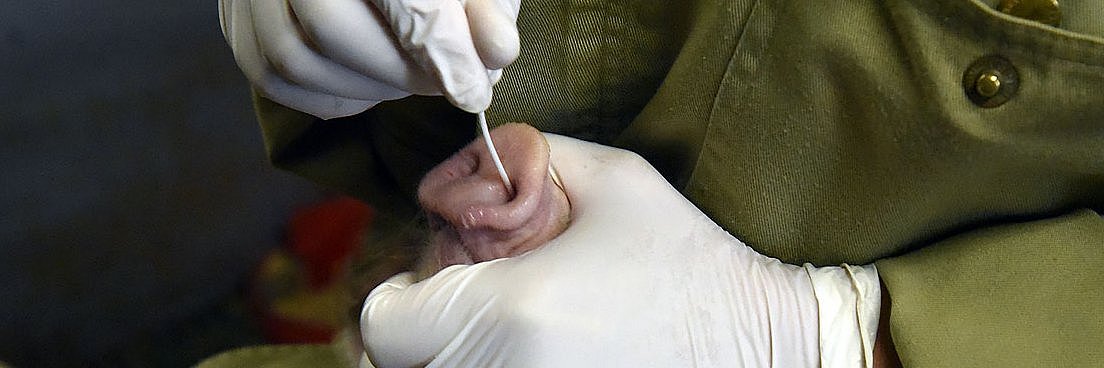 Das Bild zeigt eine Schweineschnauze. Ein Wattestäbchen wird für den Nasenabstrich in ein Nasenloch gesteckt.
