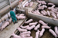 Tierwohl-Indikatoren in der Schweinemast