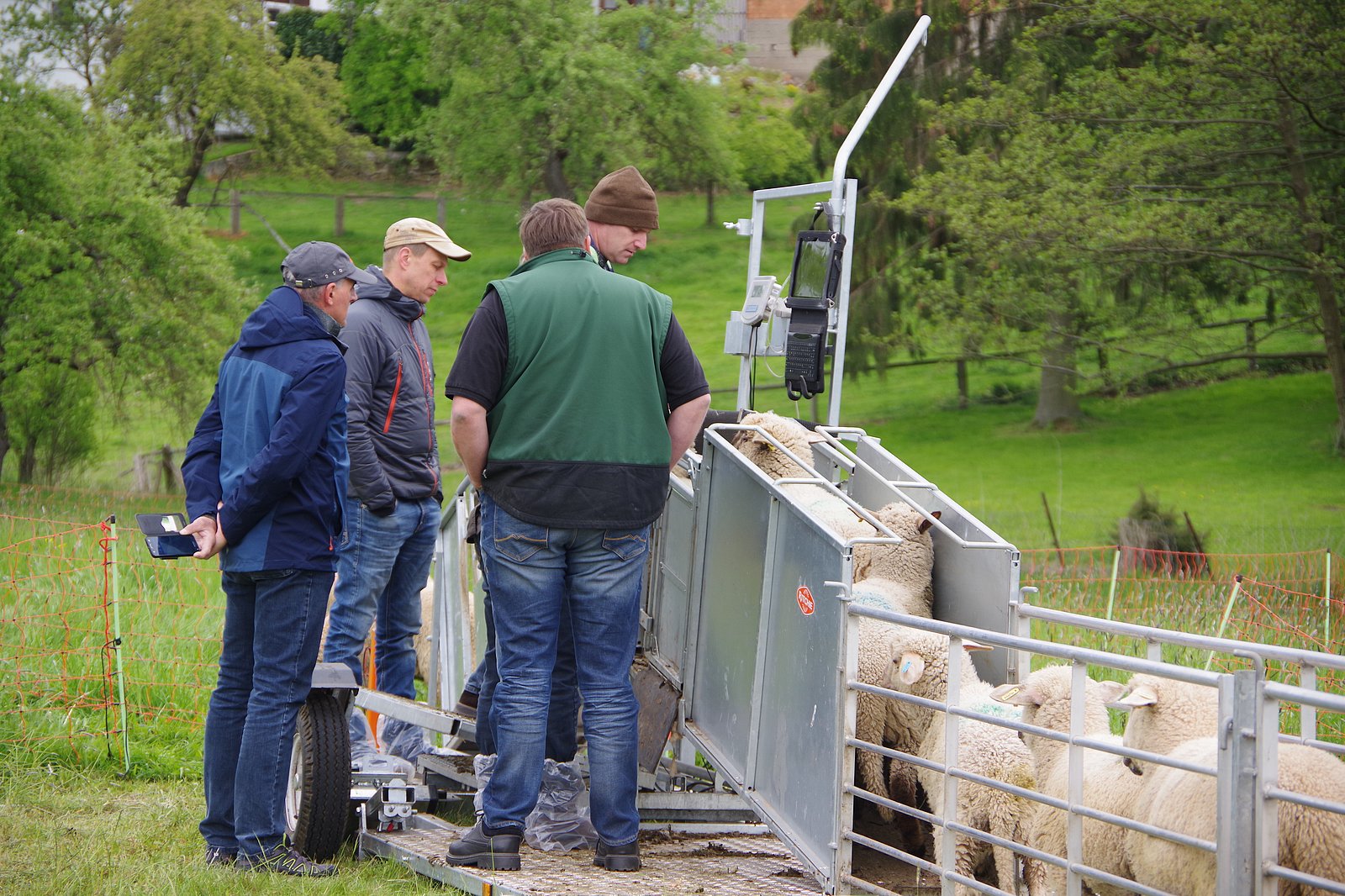 Mehrere Männer betrachten eine Behandlungsanlage für Schafe. Klick führt zu Großansicht im neuen Fenster. 