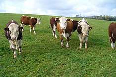 Einheimische und gefährdete Rinderrassen