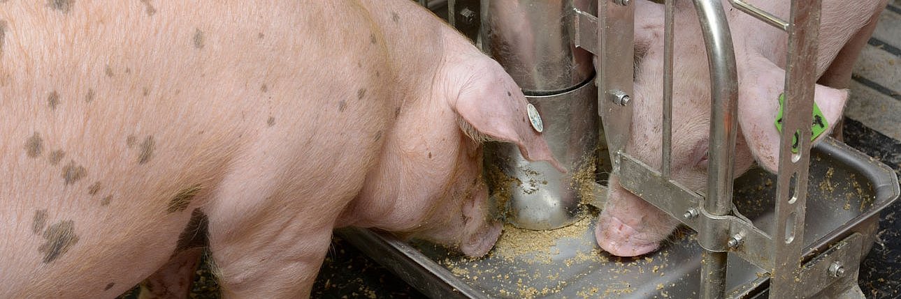 Zwei Schweine fressen an einem Breifutterautomaten. Klick führt zu Großansicht in neuem Fenster.