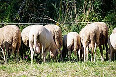 Schafe mit unkupierten Schwänzen